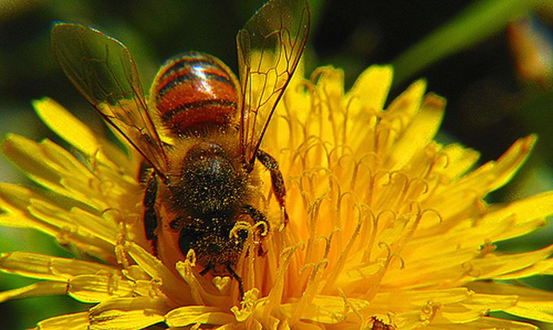 Image for Eurodiputado lanza una Alerta Abeja
