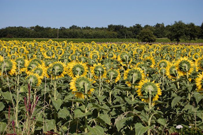Image for Comment la PAC influence l’agriculture européenne