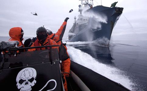 Image for Sea Shepherd : les pirates de la biodiversité