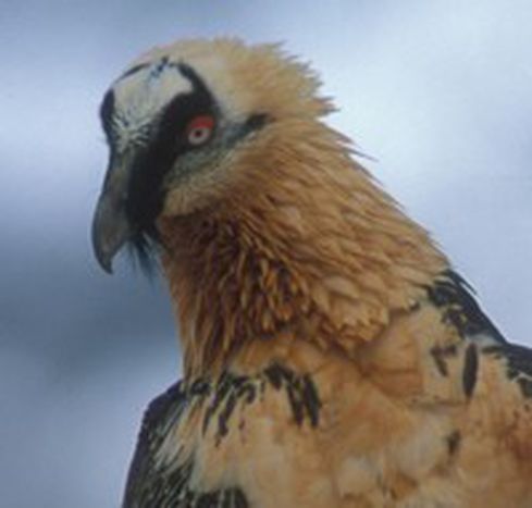 Image for 2010, or sayonara to one third of the world’s species
