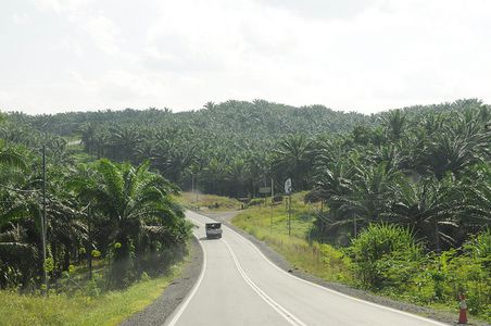 Image for Palm oil fever in Ecuador - food for today, hunger for tomorrow