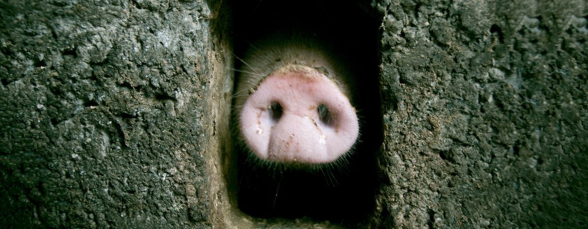 Image for PIIGS : l'Europe n'est pas un abattoir