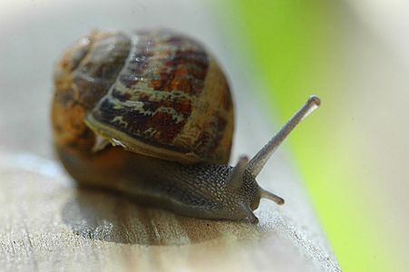 Image for Les escargots, des limaces de luxe
