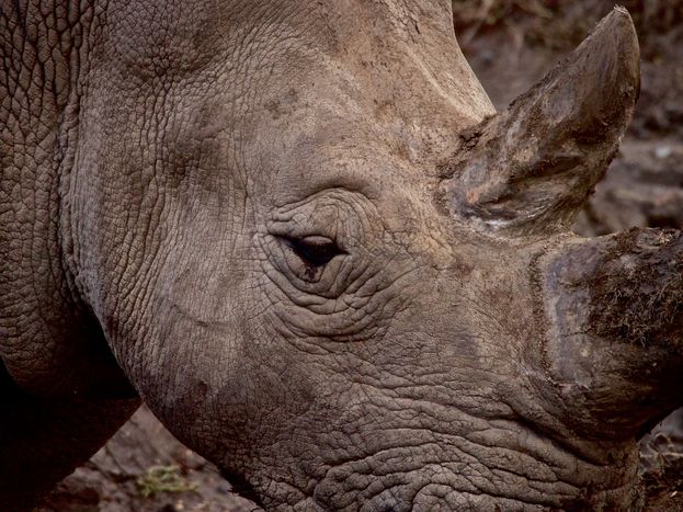 Image for Sommes-nous tous des rhinocéros?