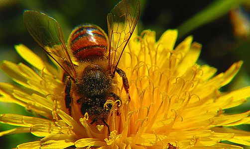 Image for Eurodiputado lanza una Alerta Abeja
