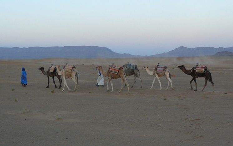 Image for IL CALENDARIO POETICO DELL'AVVENTO 9: CAMEL LIBRARY SERVICE