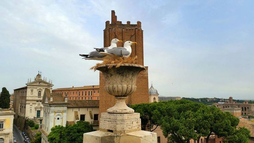 Image for A Roma non serve l'expo