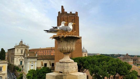 Image for A Roma non serve l'expo