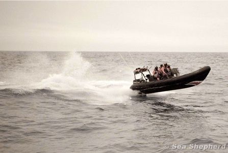 Image for Eco-activism: Sea Shepherd puts early stop to Japanese whaling